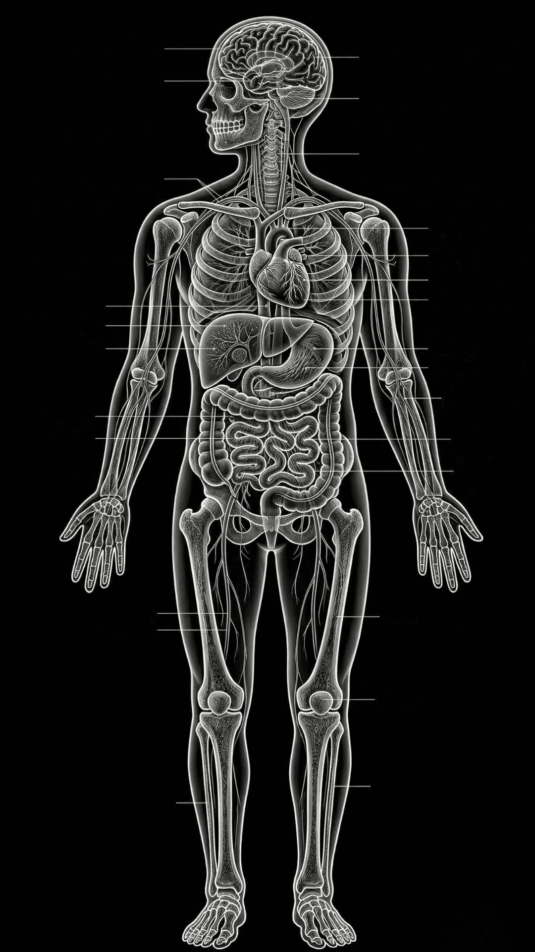 Body map