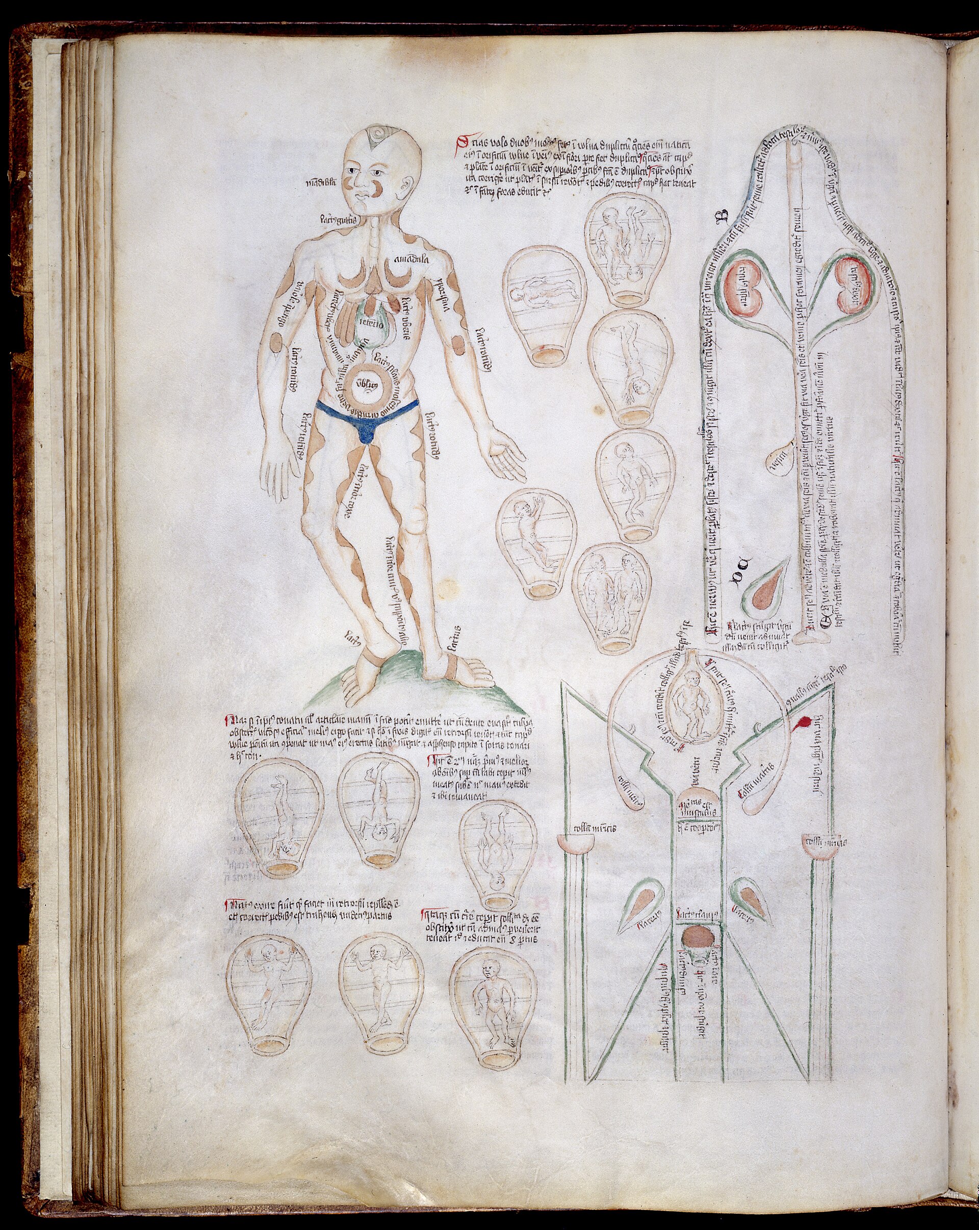 Antike anatomische Figur mit Tierkreiszeichen und elementaren Entsprechungen aus einer mittelalterlichen medizinischen Handschrift.