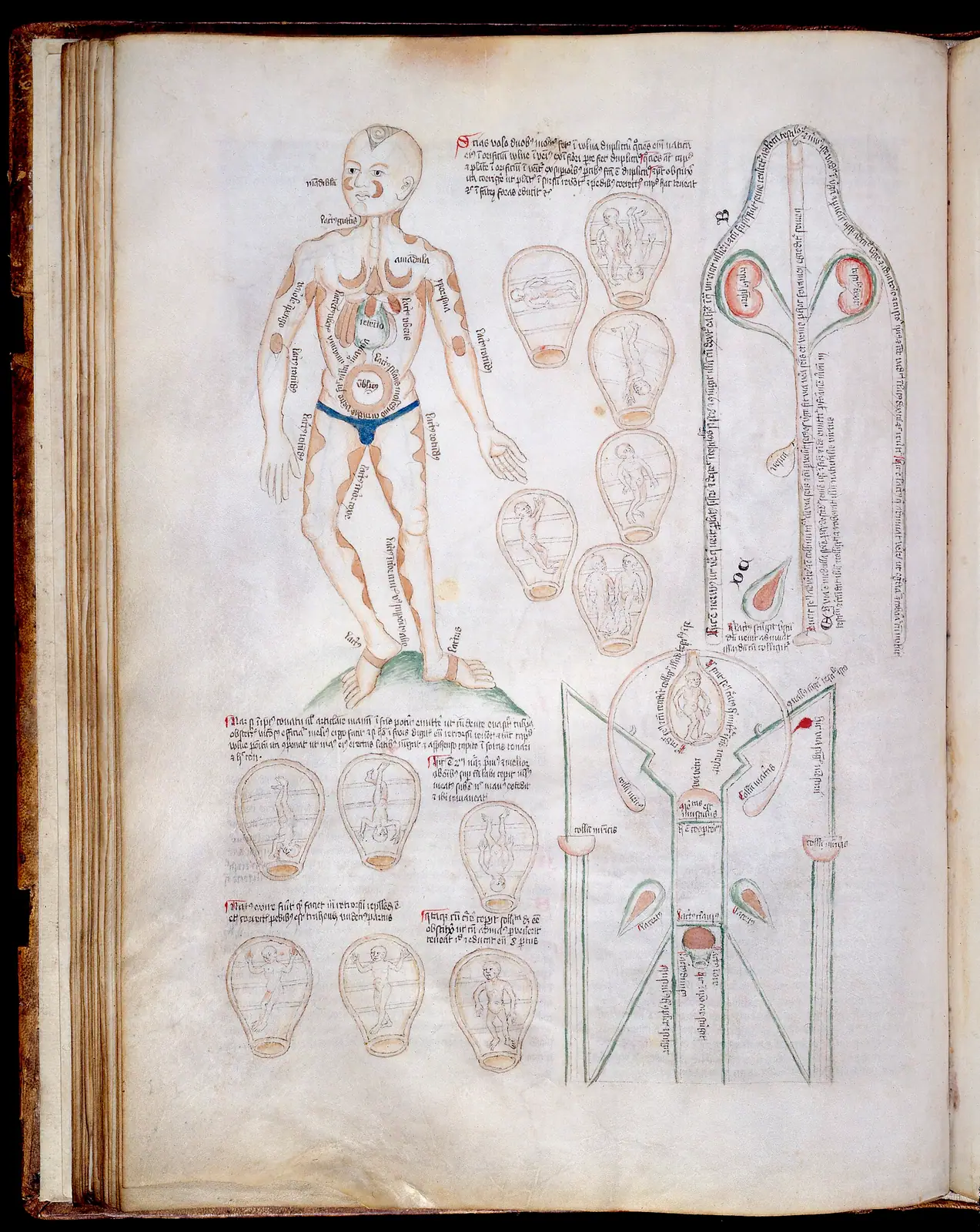 Antike anatomische Figur mit Tierkreiszeichen und elementaren Entsprechungen aus einer mittelalterlichen medizinischen Handschrift.