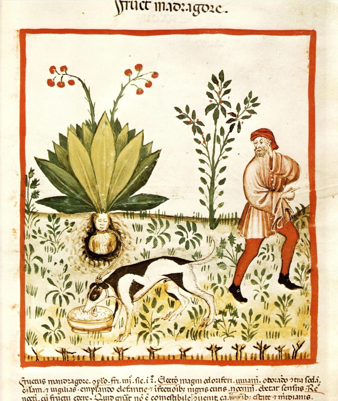 A mandrake plant with a man-shaped root drawn from the ground, from a Tacuinum Sanitatis, beside a herb-gatherer.