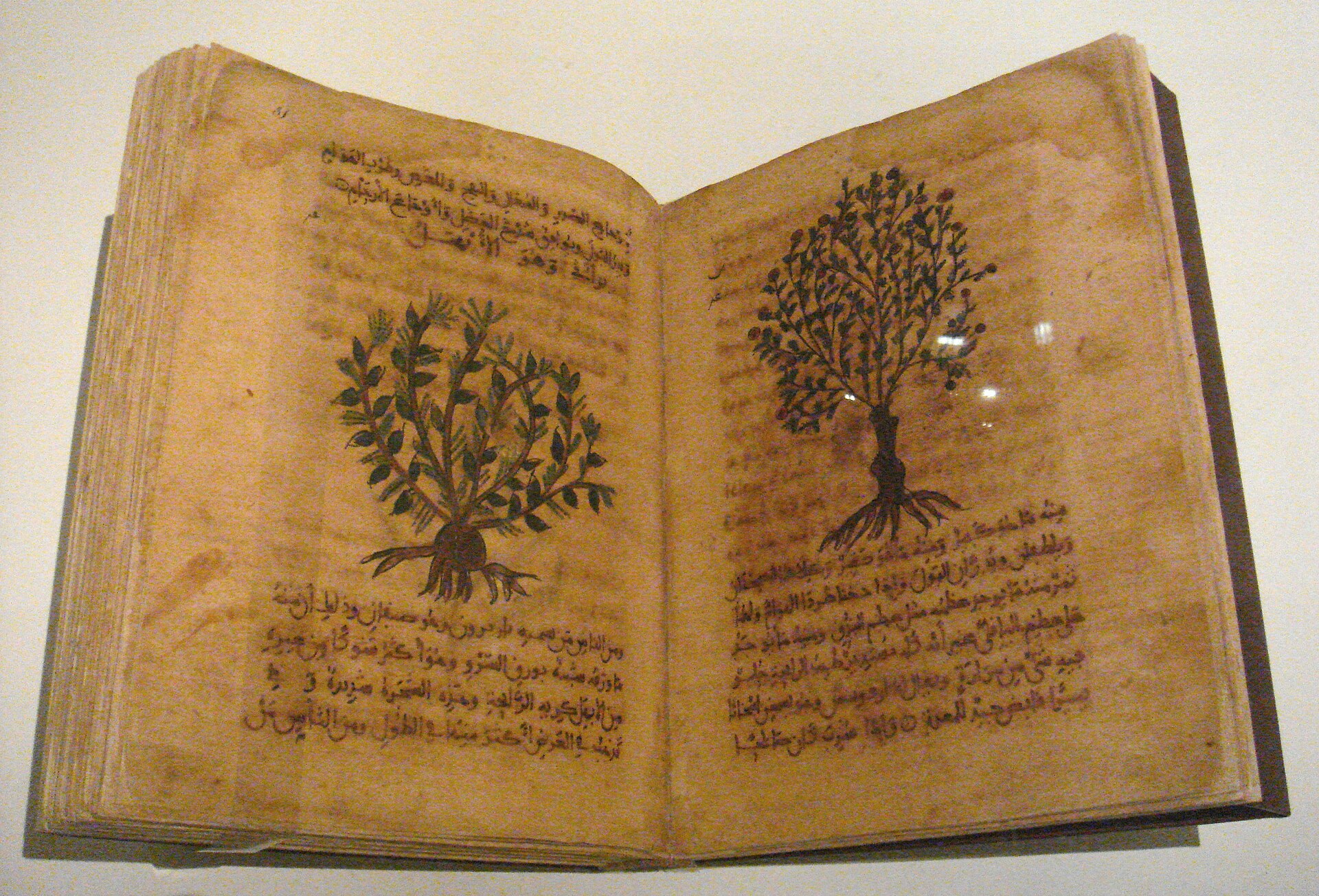Une page d'herbier médiéval enluminé, avec des plantes dessinées à la main et un texte latin prescrivant un régime pour les humeurs.